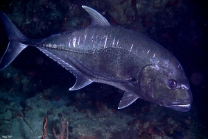 Maldives 2021 - Carangue grosse tete - Giant trevally - Caranx ignobilis  -  DSC00393_rc